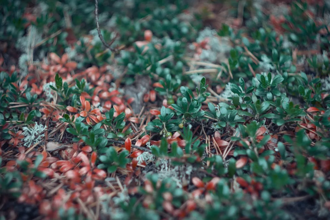 Shrub 2: Manzanita (Arctostaphylos) (Image Credits: Unsplash)