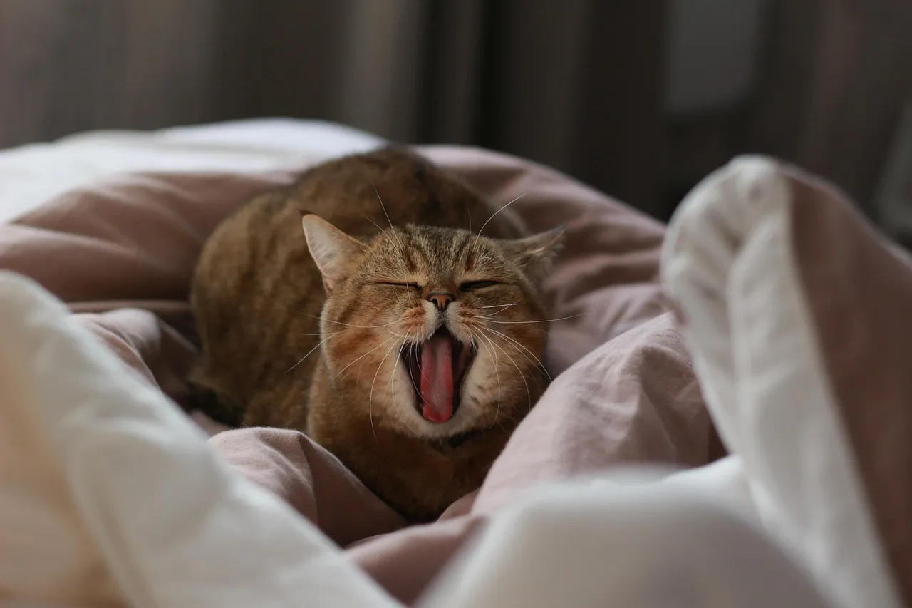 The Gentle Bite Is Not Aggression (Image Credits: Pixabay)