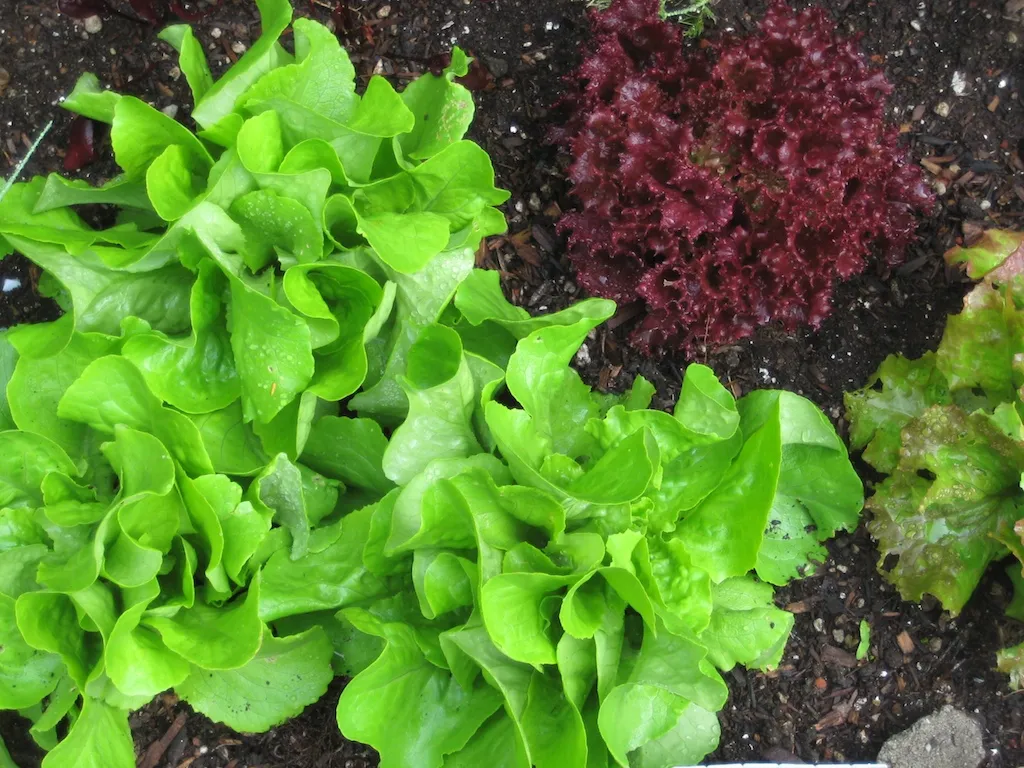 How to Get the Most Out of Fast-Growing Crops (aperte, Flickr, CC BY 2.0)