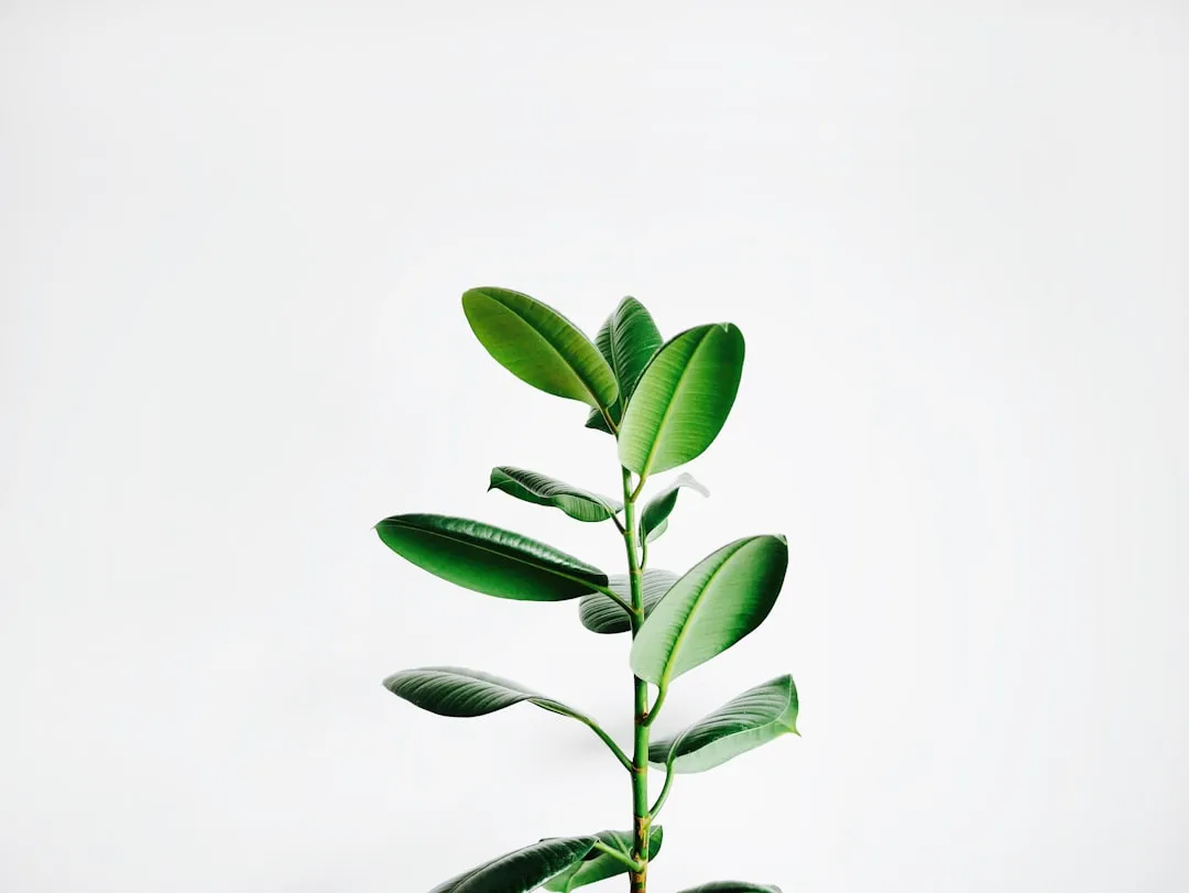 It's Not Just About Light: Meet Phototropism (Image Credits: Unsplash)