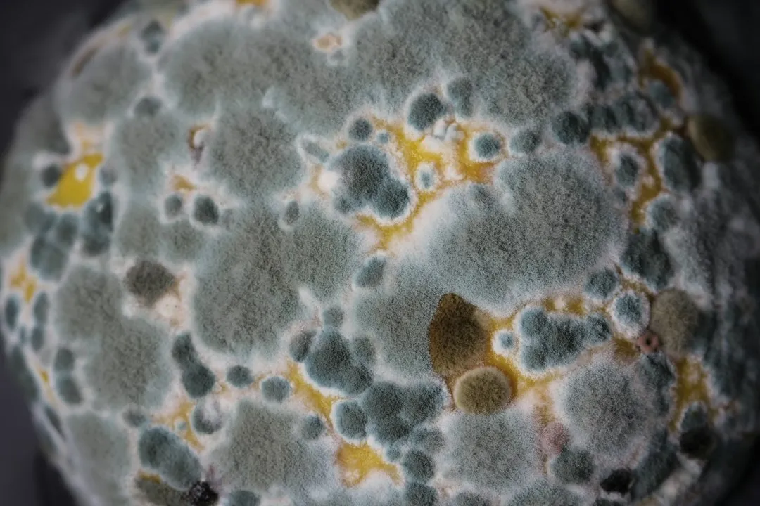 Mold Spores Can Transfer Directly to Your Clean Dishes (Image Credits: Unsplash)
