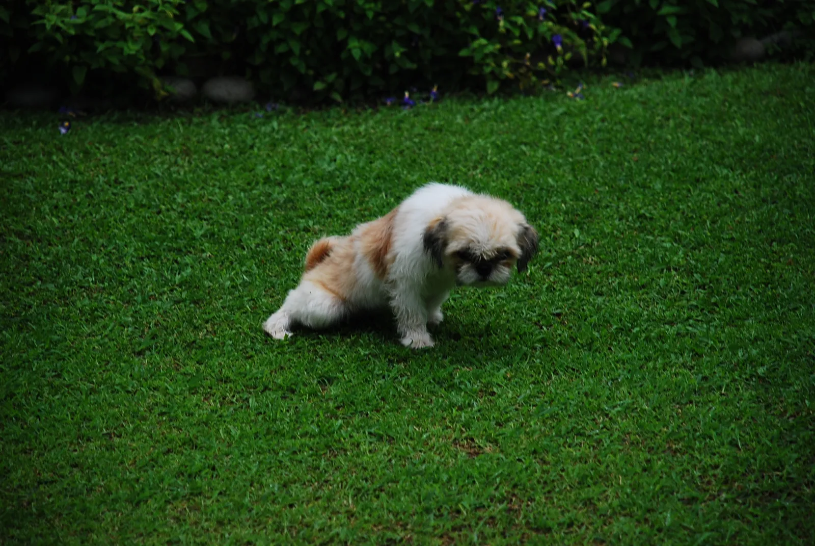 Puppies Are Especially Prone to It (Flickr: peepee time for little puppy, CC BY-SA 2.0)