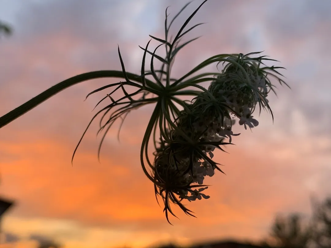 A Quiet Reminder That Plants Are Keeping Time (Image Credits: Unsplash)