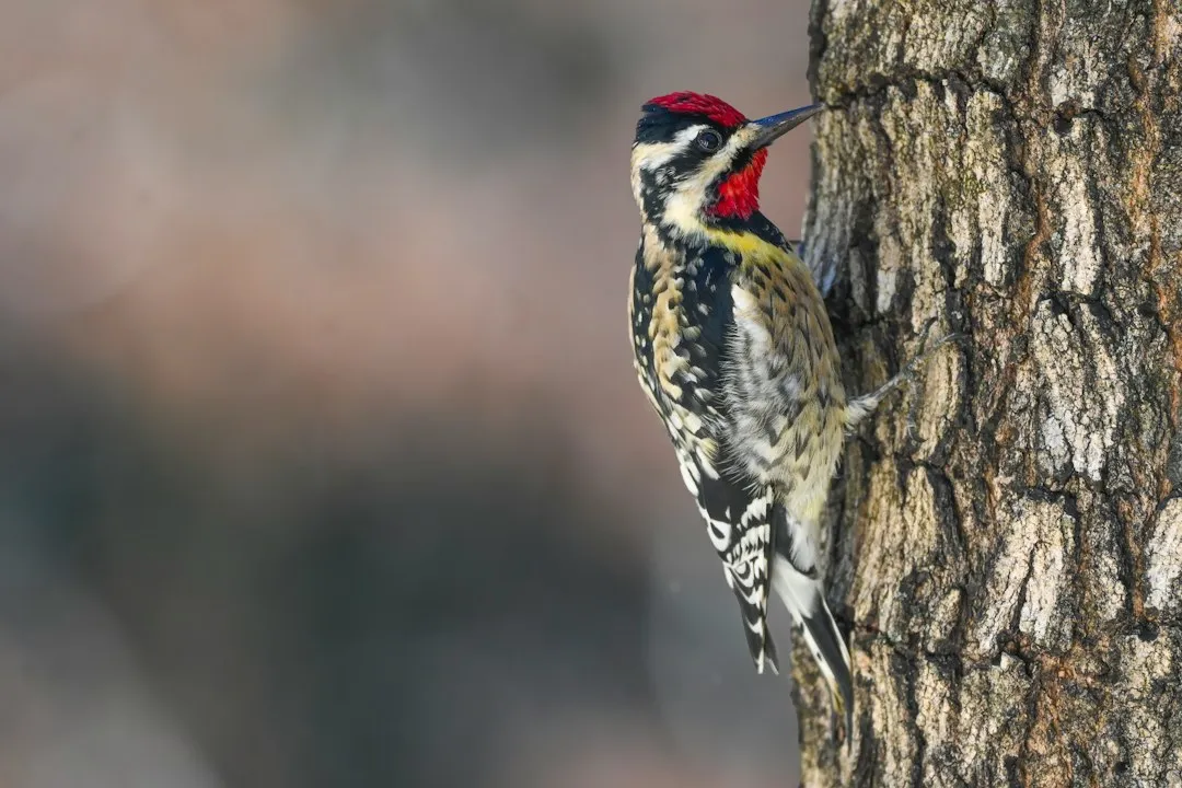 The Bird Behind the Holes (Image Credits: Unsplash)