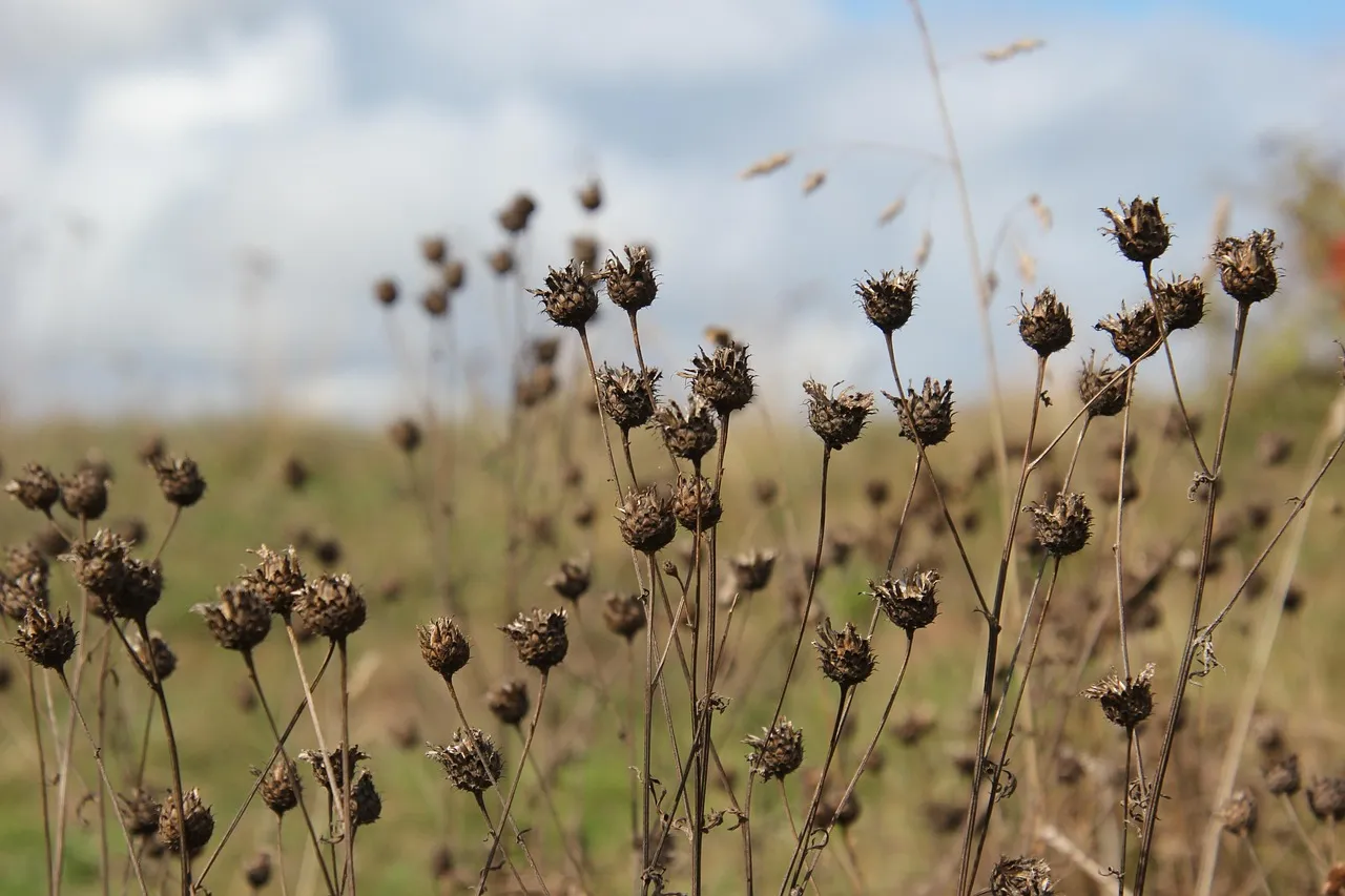 Why Fall Is Often the Best Window for Cool-Season Seed (Image Credits: Pixabay)