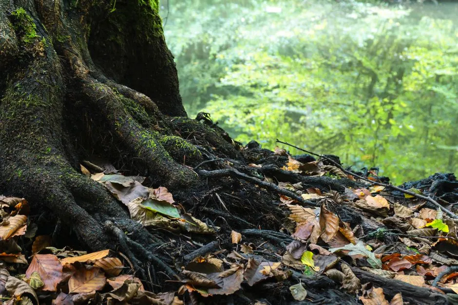 Prevention: Root Barriers and Smart Planting (Image Credits: Pexels)