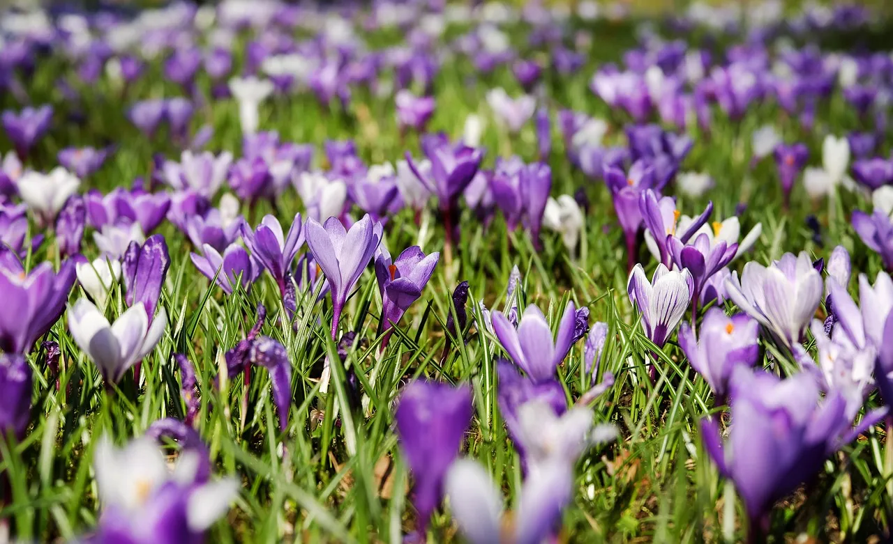 Opening the Season: Early Spring Nectar Plants (Image Credits: Pixabay)