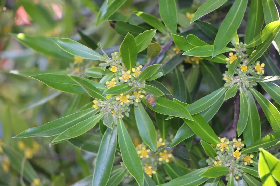 California Bay Laurel (Umbellularia californica): Aromatic and Adaptable (Image Credits: Unsplash)