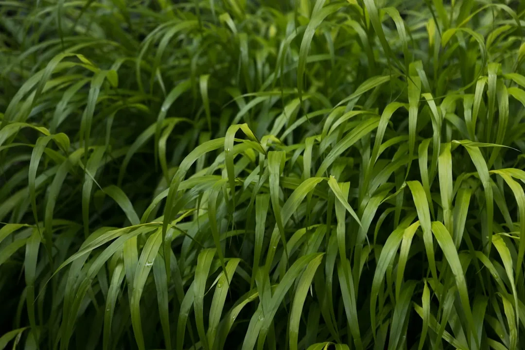 Pennsylvania Sedge (Carex pensylvanica) (Image Credits: Unsplash)