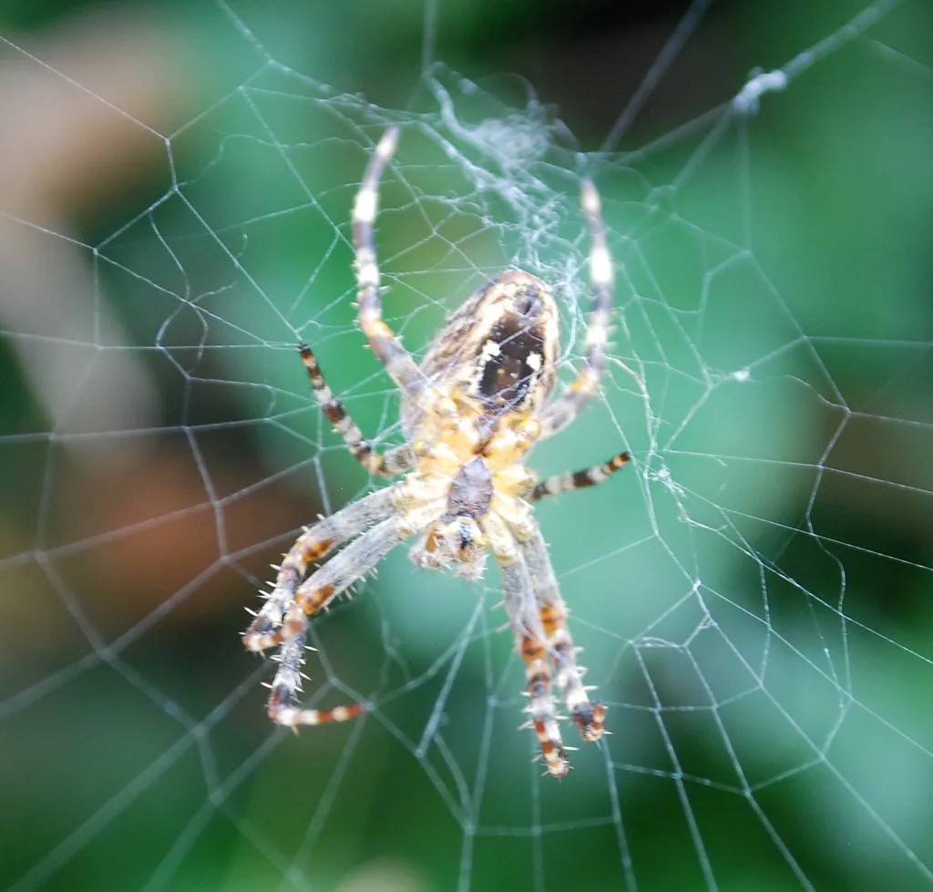 Abundant Insects Keep the Webs Coming (foqus, Flickr, CC BY 2.0)