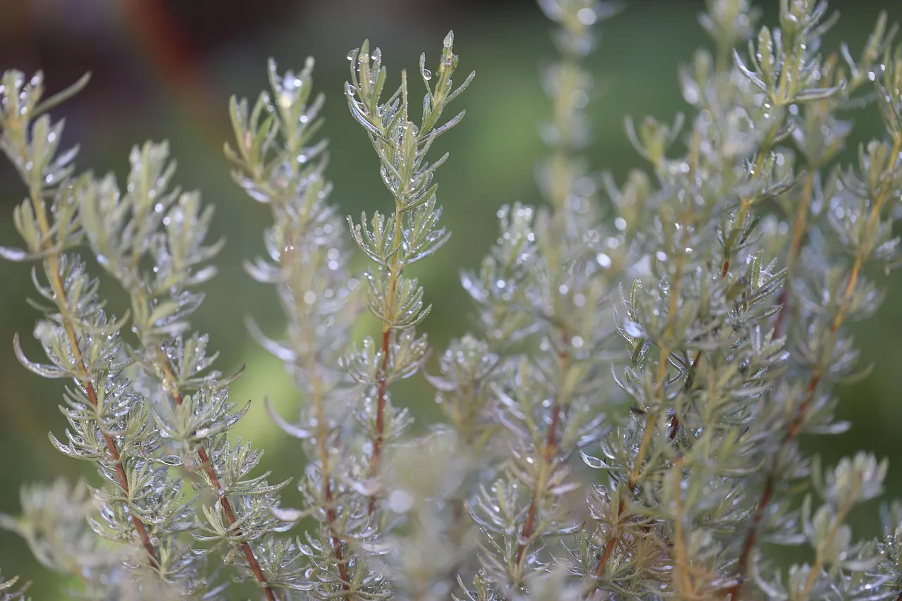Plant #3: Rosemary (Salvia rosmarinus) - The Fragrant Multitasker (Image Credits: Pixabay)