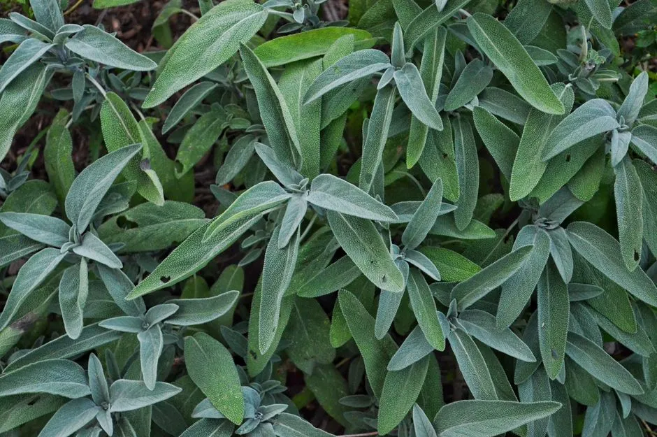 Plant 2: Cleveland Sage (Salvia clevelandii) (Image Credits: Pexels)