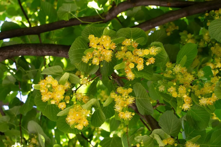 4. Linden or Basswood (Tilia spp.): The Nectar Powerhouse (Image Credits: Pexels)