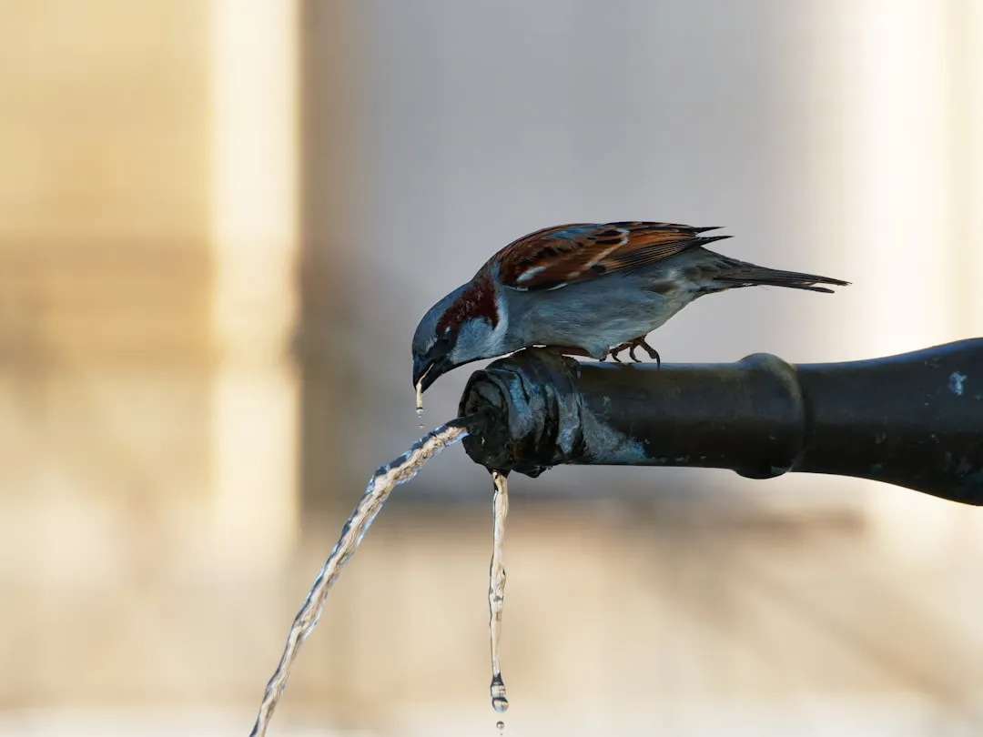 Birdsong and Water Sounds Work Differently From Each Other (Image Credits: Unsplash)