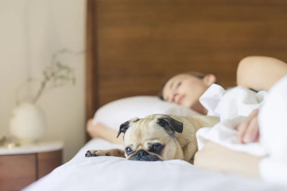 What Happens When the Dog Sleeps on the Floor Instead (Image Credits: Pexels)