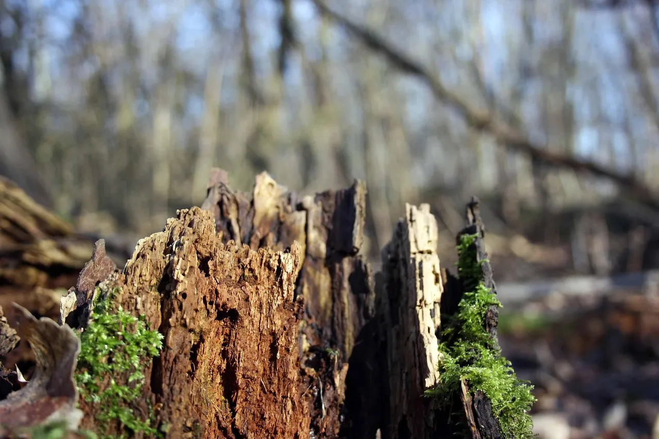 The Real Risk: What Happens When You Miss Deep Moisture Problems (Image Credits: Pixabay)