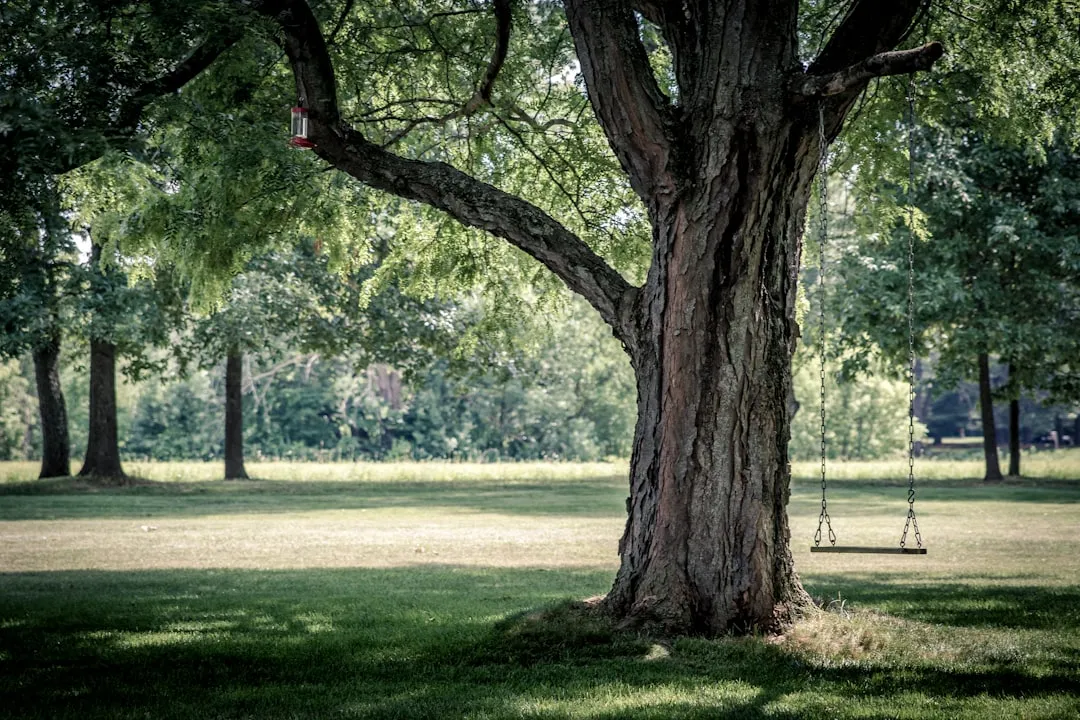 Why Shade Trees Are Worth Every Cent (Image Credits: Unsplash)
