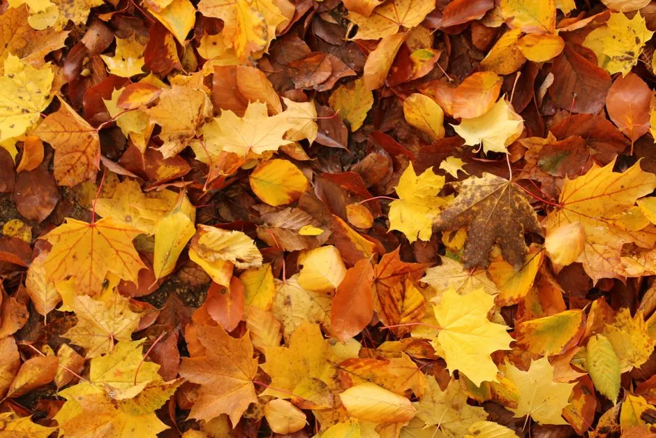 Why Leaves Change Color: The Science Behind the Show (Image Credits: Pexels)