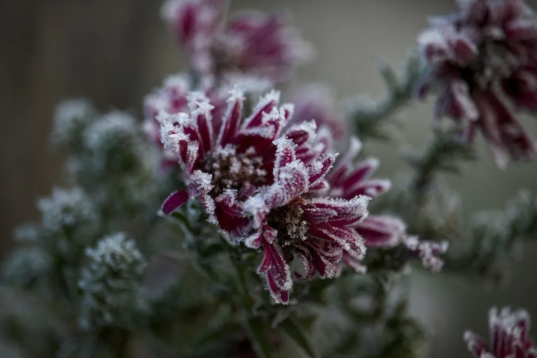 How These Plants Look in Winter (and Why That Matters) (Image Credits: Unsplash)
