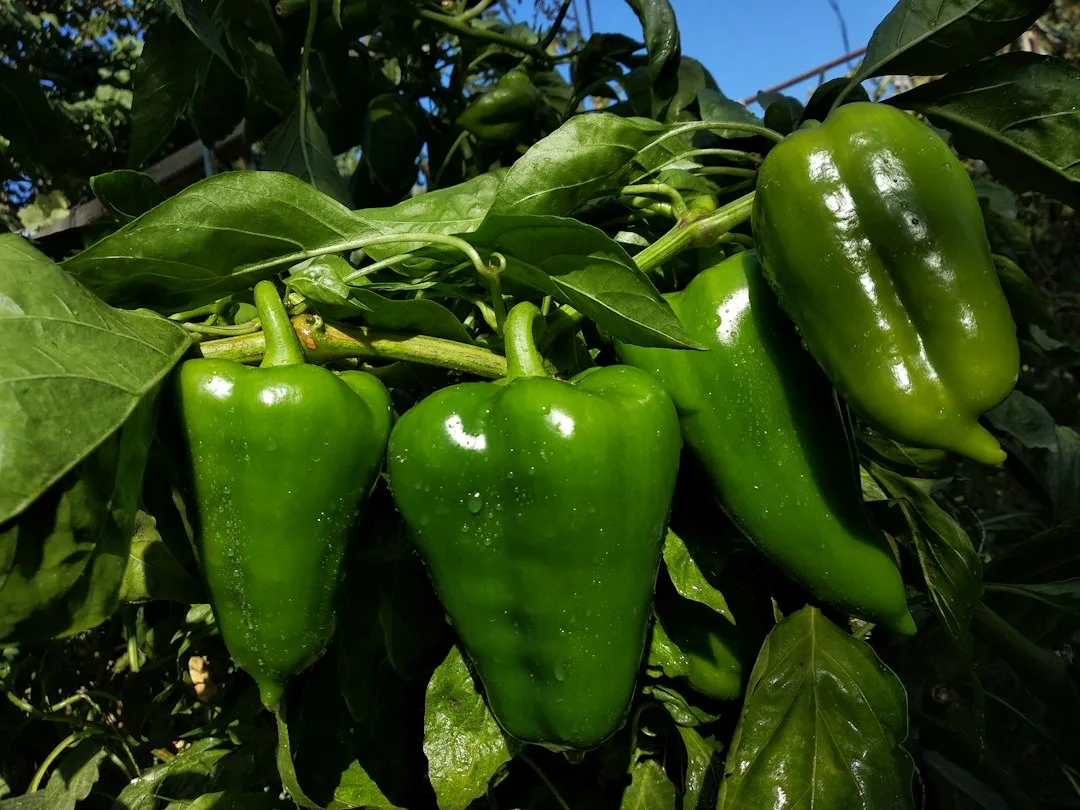Peppers Are Not True Annuals (Image Credits: Unsplash)