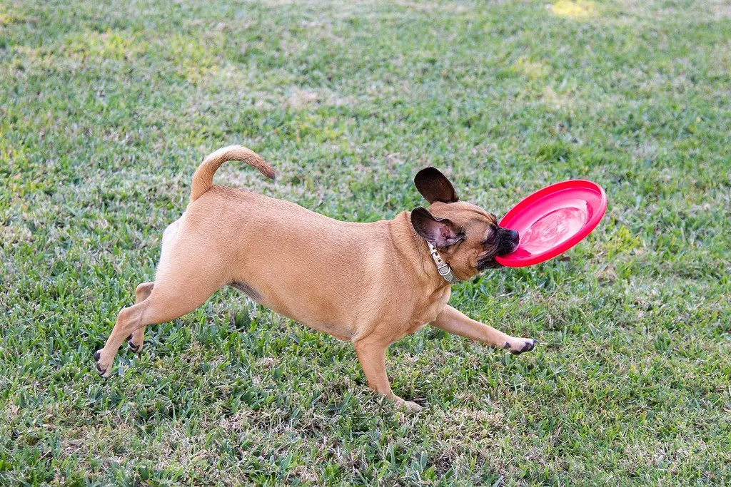 It Keeps Their Mouth Busy on Purpose (DogLab, Flickr, CC BY 2.0)