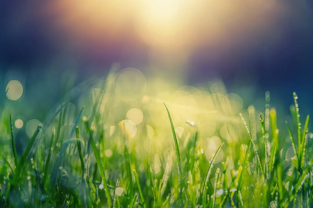 How to Repair the Damage Once Spring Arrives (Image Credits: Unsplash)