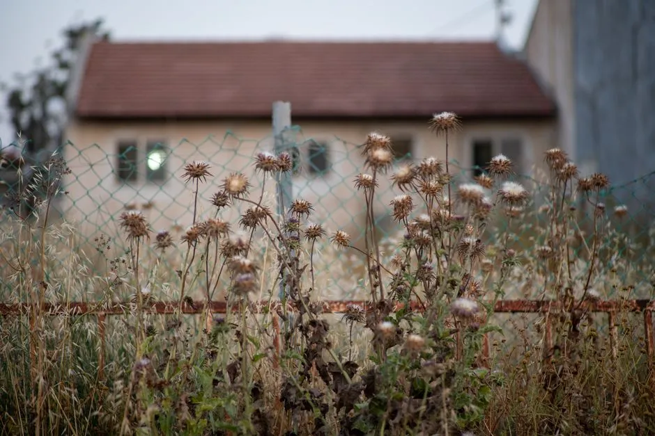 The Overgrown or Neglected Yard: Overwhelm, Not Indifference (Image Credits: Pexels)