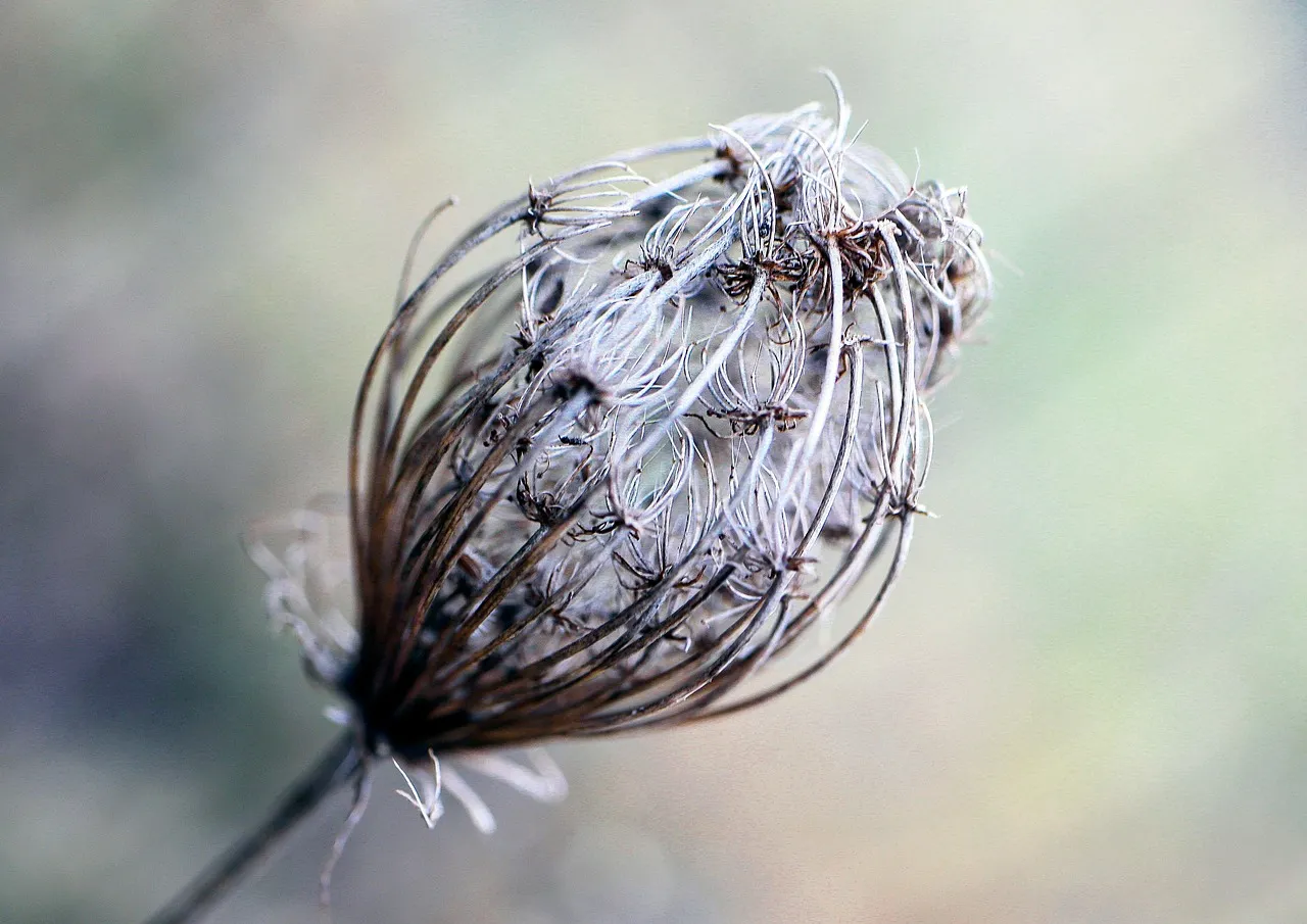 A Winter That Plants Cannot Afford to Miss (Image Credits: Pixabay)