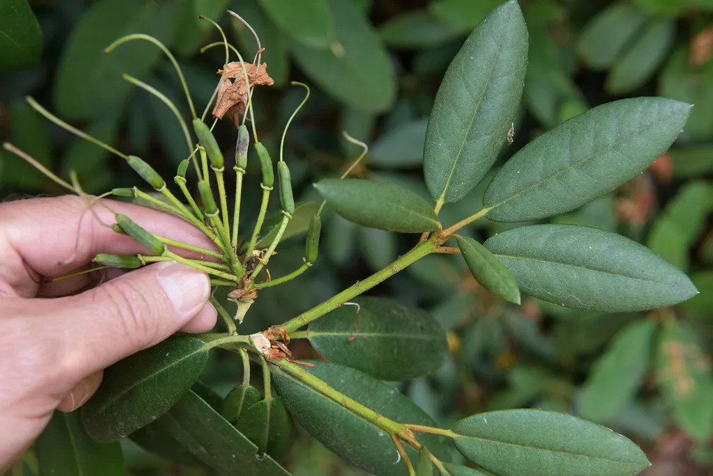 The Core Science: Why Deadheading Works at All (Oregon State University, Flickr, CC BY-SA 2.0)