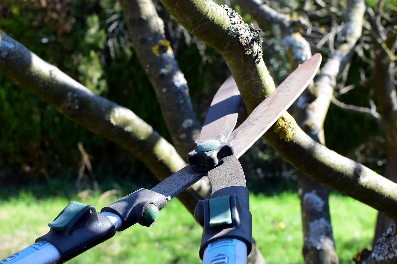 The Science of Staking Extends to Wound Paint on Trees (Image Credits: Pixabay)