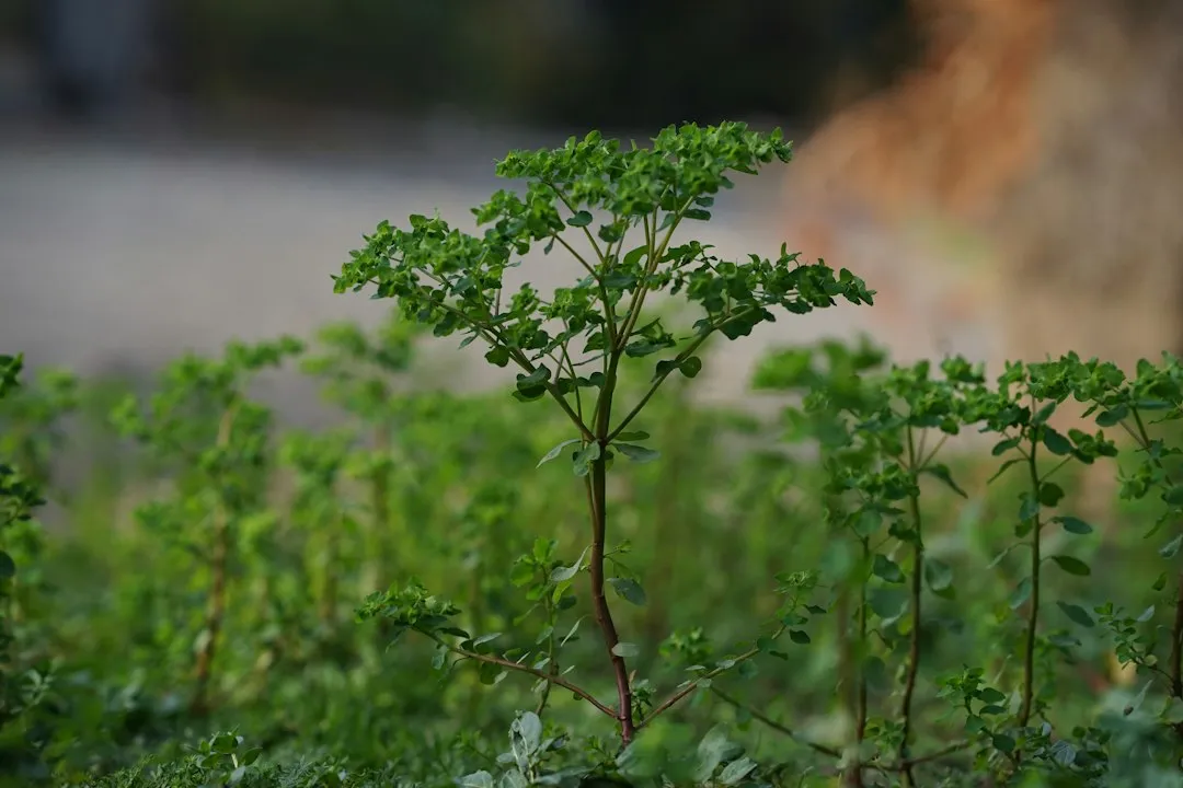 Fewer Pests and Diseases Threaten Young Trees (Image Credits: Unsplash)