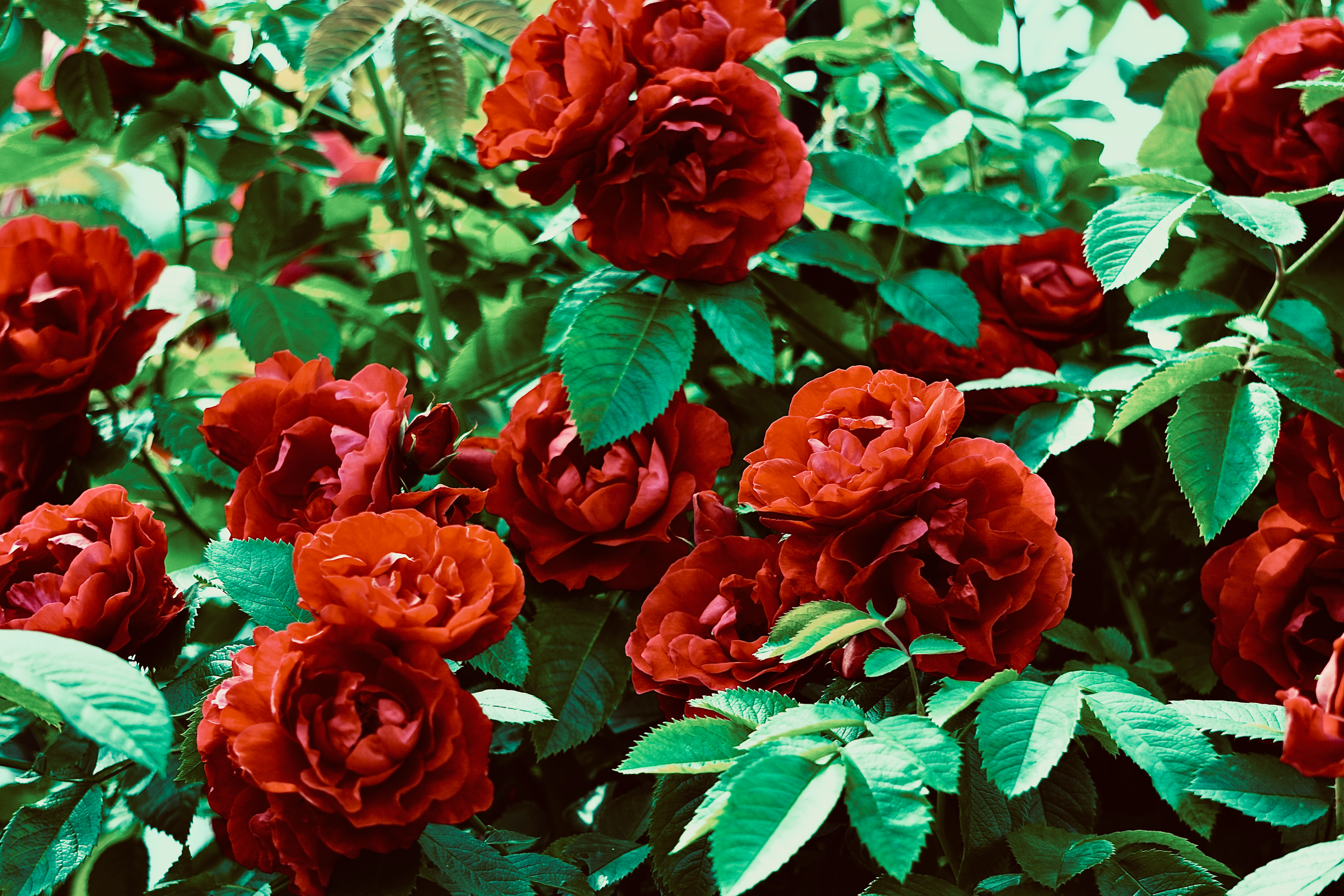 8 Pruning Mistakes That Are Secretly Killing Your Rose Bushes