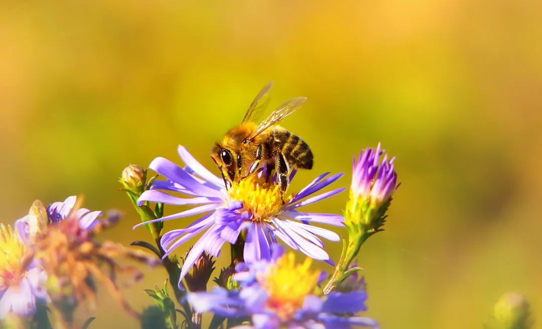 The Blooming Event Itself (Image Credits: Unsplash)
