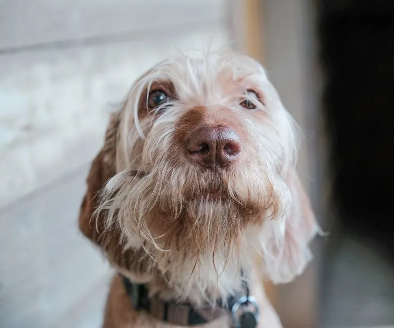 What to Do When You Suspect Anxious Barking (Image Credits: Pexels)