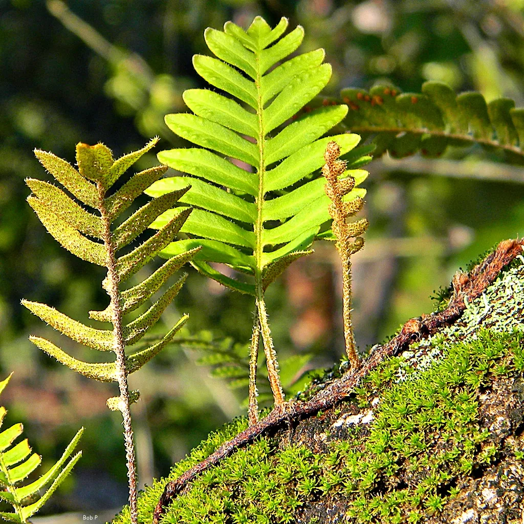 The Researcher Racing to Unlock Its Secrets (bob in swamp, Flickr, CC BY 2.0)