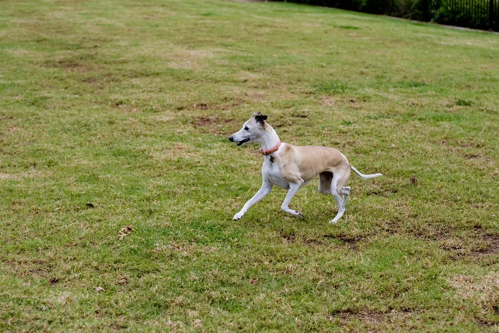 Dogs Hide Pain Better Than We Think (Lachlan Hardy, Flickr, CC BY 2.0)
