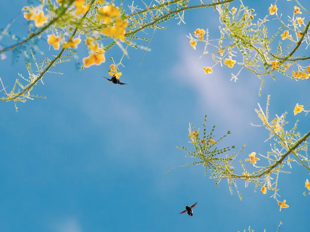 1. Blue Palo Verde (Parkinsonia florida) (Image Credits: Unsplash)