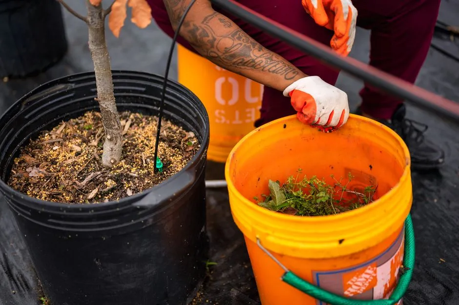 Watering and Fertilizing in a Confined Space (Image Credits: Pexels)