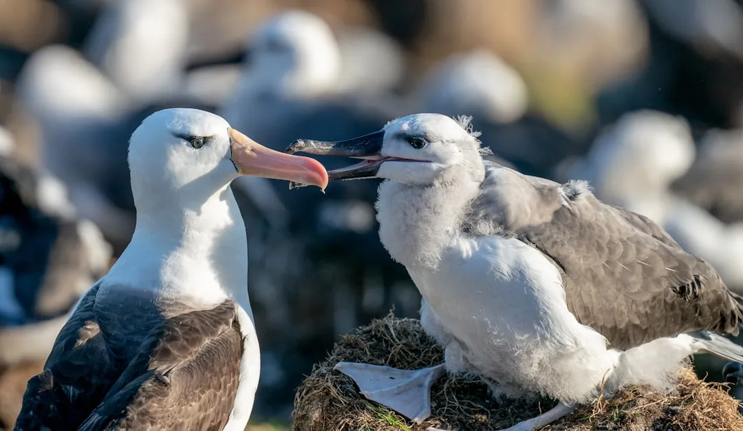 1. Albatross: The Ocean's Most Devoted Flier (Image Credits: Unsplash)