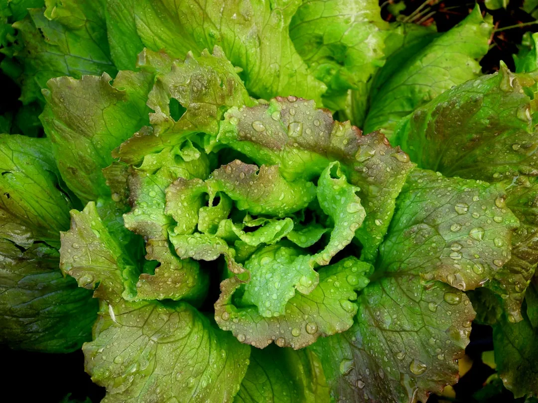 Romaine Lettuce: A Few Extra Leaves From The Stem (Image Credits: Unsplash)