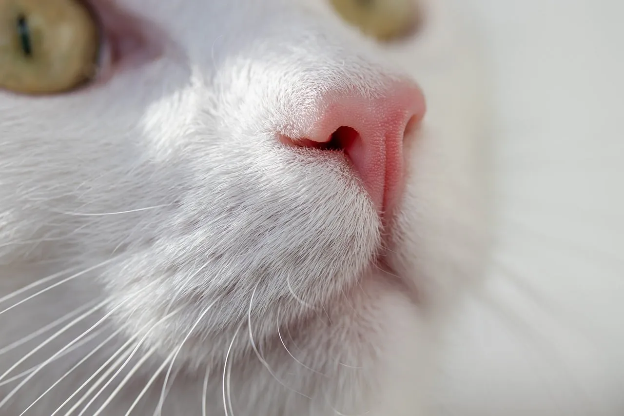 9. Overlooking the Role of Nutrition in Coat Quality (Image Credits: Pixabay)
