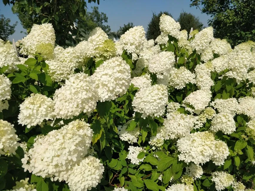 5. Limelight Hydrangea: Seasonal Screening With Serious Visual Impact (Image Credits: Pexels)