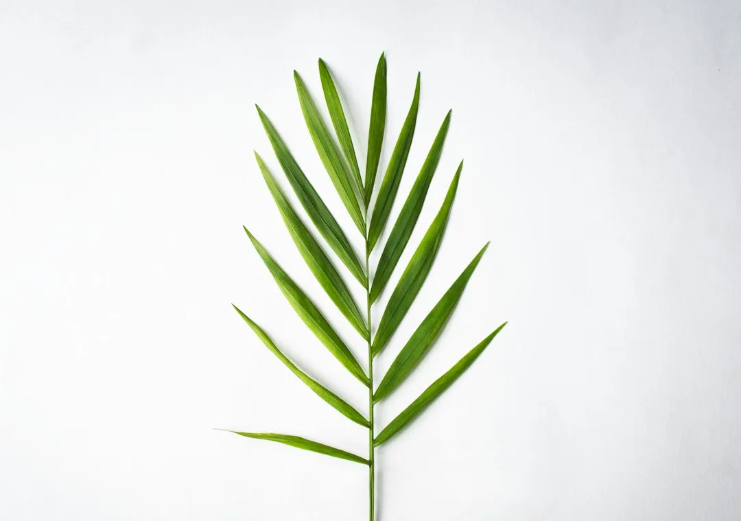 3. Parlor Palm (Chamaedorea elegans) (Image Credits: Unsplash)