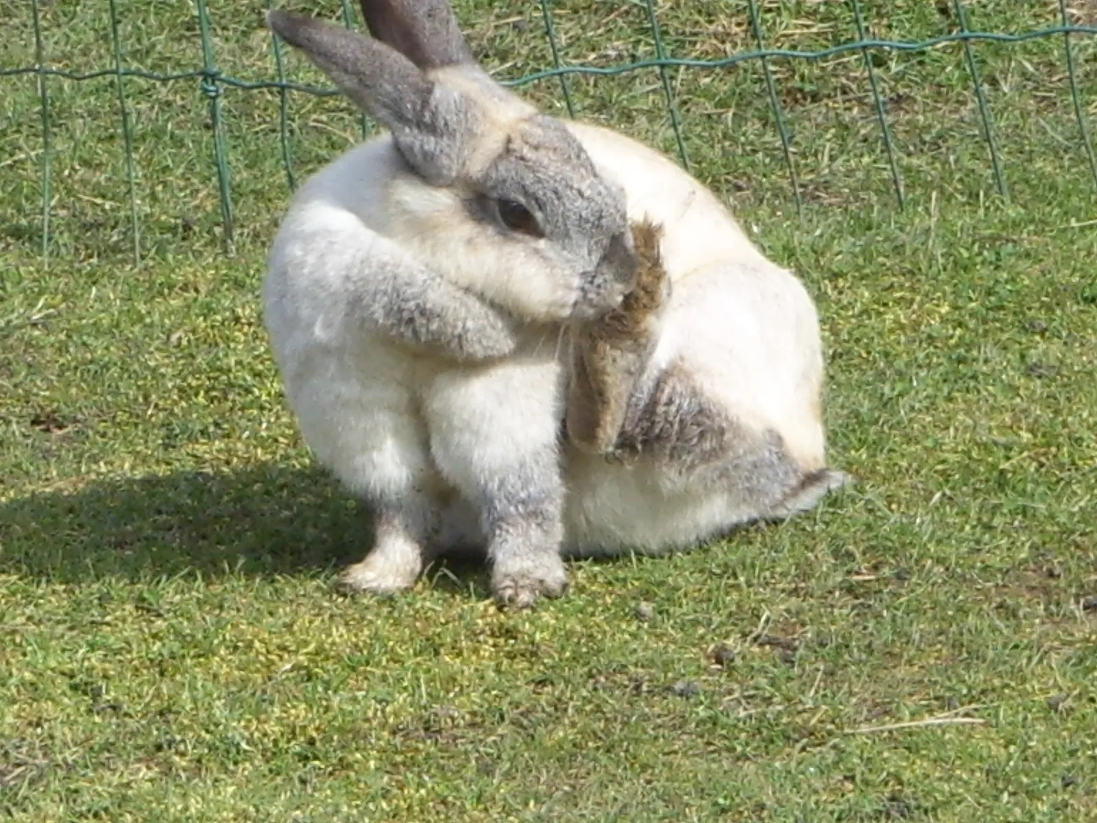 Attention-Seeking: When Your Rabbit Has Figured You Out (By Mmm Daffodils, Public domain)