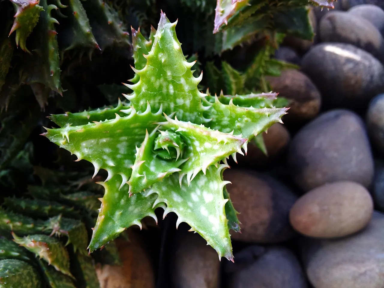 The Star Cactus: Visual Openness, Careful Access (Image Credits: Pixabay)