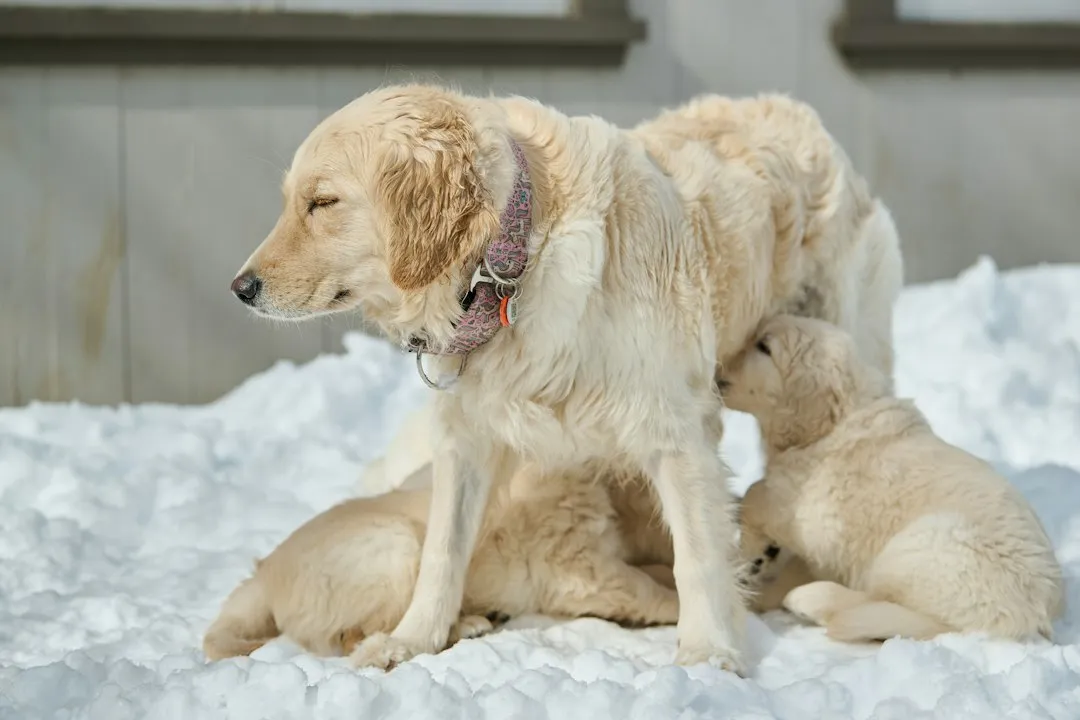 The Ancestral Instinct Behind the Behavior (Image Credits: Unsplash)