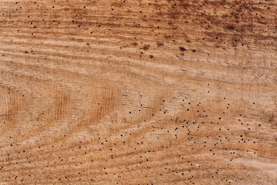 3. Tiny Holes or Fine Powder Dust on Wooden Pieces (Woodworm) (Image Credits: Pexels)
