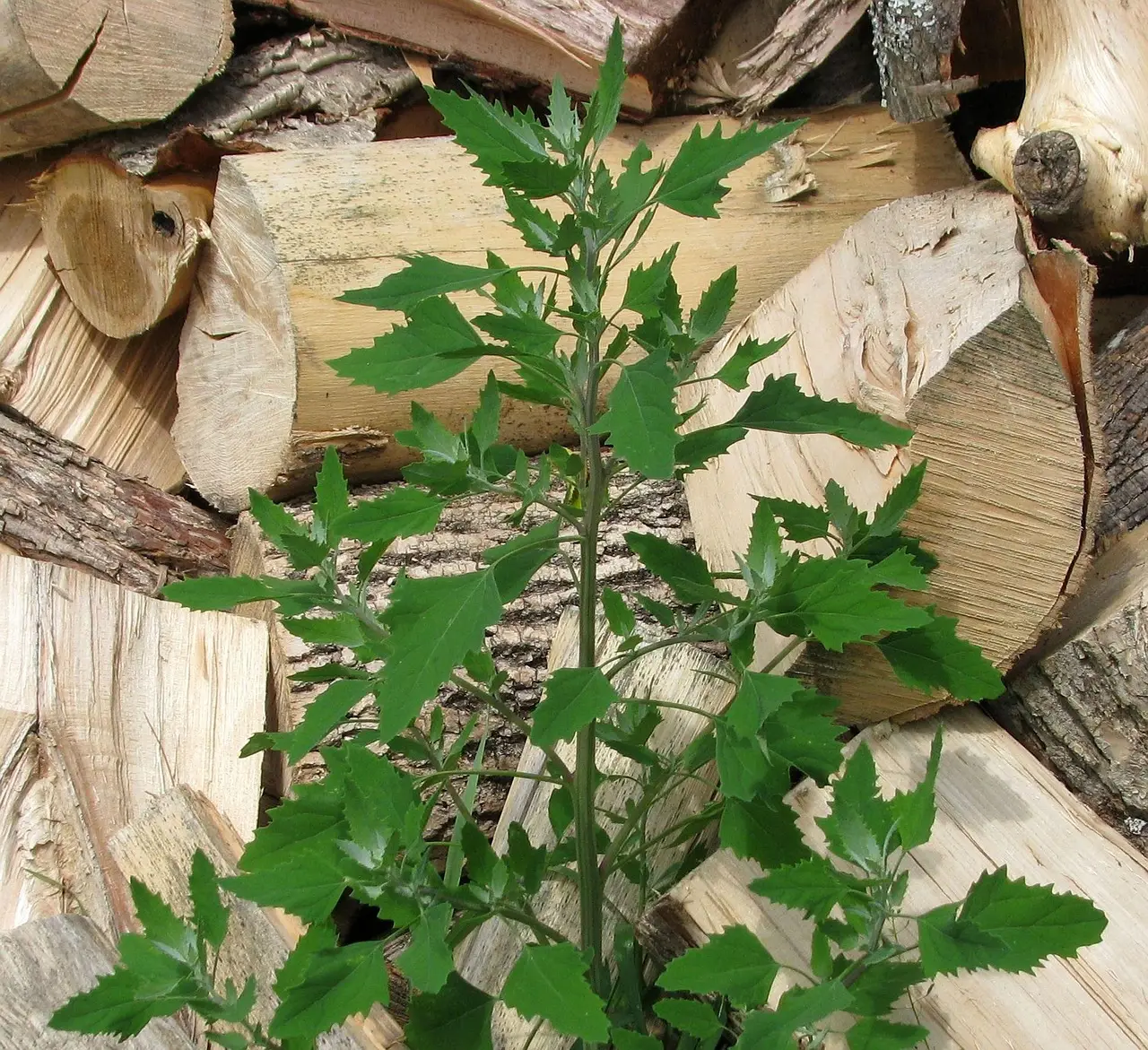 6. Lamb's Quarters (Chenopodium album): Nutritionally Richer Than Spinach (Image Credits: Pixabay)