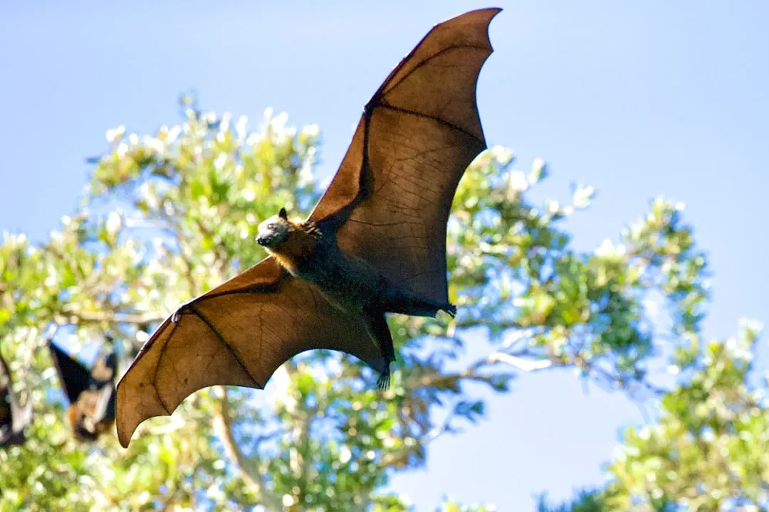 Which Animals Are the Best Dispersers? (Image Credits: Unsplash)