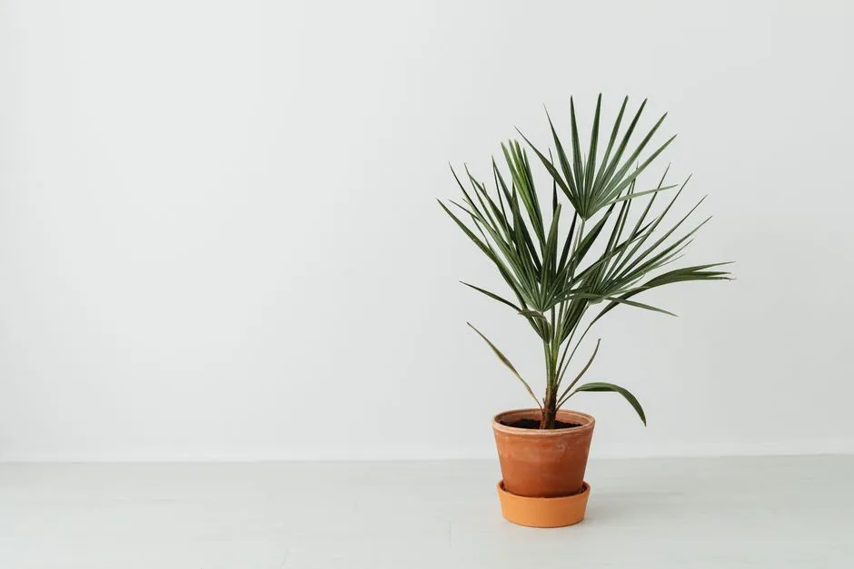 Step One: Remove All Debris Before Anything Else (Image Credits: Pexels)